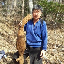 국내산 암칡 명품. 알 칡 갱년기 효능 야생 칡즙 110ml 대용량 30.50.150포, 칡즙50포