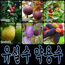 순희농장 대봉 모과 매실 홍도화 오디 구아바 오미자 포도 아로니아 칼슘 비파 보리수, 왜성체리포트, 1개