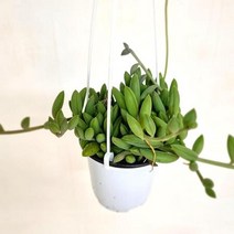 빠나나 키우기쉬운 행잉 희귀 식물 실내 공기 정화 도매화원