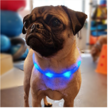 견심 애견 야간목줄 LED목줄 안전목줄 충전식 강아지야광목줄 고급실리콘 전견종 착용가능, 블루