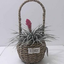 틸란드시아 휴스톤(소) 핸들바구니 실내화분 키우기쉬운식물