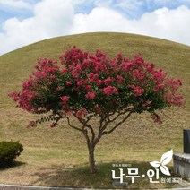 [나무인] 배롱나무(목백일홍) 개화주 지름5cm (차량배송), 1개