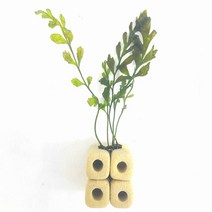 볼비티스5촉 큐브놀이터활착 관상애완새우놀이터 생이새우키우기, 볼비티스 1촉 소 (8-10cm)