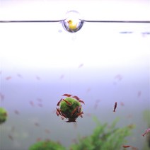 구름모스볼키우기 열대어 구피 새우 놀이터 은신처, 구름모스볼 실길이 약 10cm