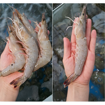 자연산 대하 500-1kg 자연산대하 왕새우 대하새우 대하구이 대하찜 대하요리, 자연산 대하 500g(15마리내외)