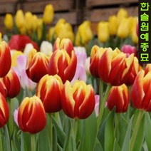 유럽 튤립 구근 모음, 06. 옥스포드 원더 (5구1세트), 1개