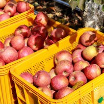 [산지직송] 경북 의성 사과 3kg(14∼16과)