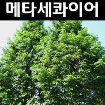 메타세콰이아 실생3년(특) 뿌리 5개/나무 묘목/활엽수/정원용