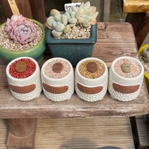 리톱스+콩분 세트 선별랜덤