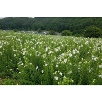 백도라지종근 60주 슈퍼도라지모종 슈퍼도라지씨앗재배