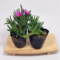 송엽국 3치 포트 노지월동식물 다년생식물 야생화 지피식물 전원주택조경 실외조경 꽃피는 야생화