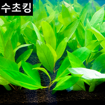 [수초킹] 키우기 쉬운 하이그로필라 라지리프 / 수초맛집 초보수초 새우놀이터 구피키우기 구피어항 구피 새우 모스 모스볼 수초농장 수초도매 구피수초 구피어항 새우수초 인기수초, (특가) 3촉
