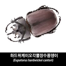 하드위케이오각뿔장수풍뎅이블랙표본-Eupatorus hardwickei cantori, 수컷 65~69mm