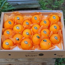 [제주산지직송] 레드향 5kg(16~22수 특대과 선물용) 진홍색 만감류의 여왕 품격있는 명절과일선물세트, 레드향 5kg(15~22수 고급이중포장선물용)