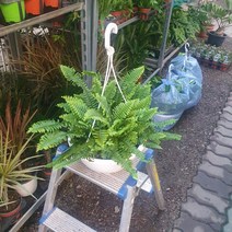 40~60cm 119 보스턴고사리 중대품