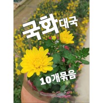 가을국화-대국-10개묶음/잎보다 큰꽃잎이 최고죠