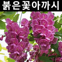 붉은꽃아까시 실생2년 뿌리(특) 3개/나무 묘목/활엽수/정원용