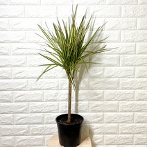 마지나타럭키, 1개