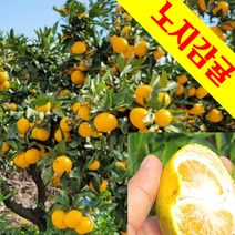 청정 제주 노지감귤 가성비좋은 감귤 중대과 10kg, 1박스