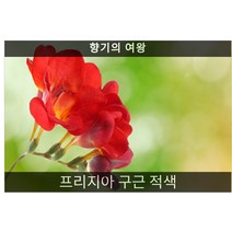 프리지아 구근 적색(후리지아) 3구/추식구근판매