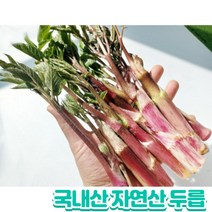 국내산 자연산 두릅 500g 1kg, 두릅 1kg, 1개