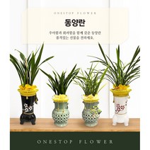 동양란 개업 승진 축하화분 인테리어화분 동양난, 동양란 - 보세, 지방 구 단위 지역(배송비 1만원 추가)