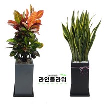 개업식 축하화분 개업화분 화분배달 당일배송, 검정, 행운목