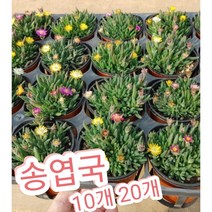 송엽국 10개 20개/잎이 채송화 같고 사철 꽃을 피운다고 하여 사철채송화, 20개