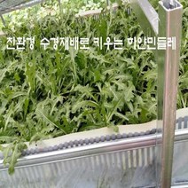 흰민들레 건초 300g, 1개