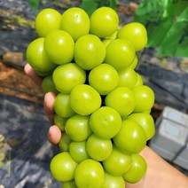 [엄지척농산물] 김천 고당도 하우스 샤인머스켓, 1kg(2수), 1송이