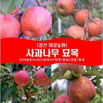 사과나무 묘목2년생(접목1년) 경산대경농원 미야마(미얀마)후지/미시마후지/양광/홍로/감홍/홍옥/미야비/아리수/아오리 [각종 묘목/조경수/약용식물 다량보유], 미야비, 상묘