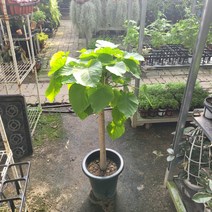 80~120cm 449 대형 휘커스움베르타 산소탱크