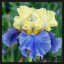 (나무농장) 독일붓꽃 저먼아이리스 에디스 월포드