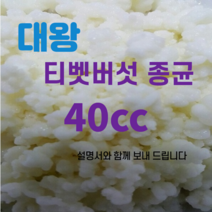 티벳버섯종균 유산균종균 수제요거트종균 발효유종균 캐비어종균, 1개, 1개입