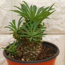 괴마옥9 - 자구있는 괴마옥, 1개