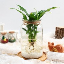 바보사랑 미미네가든 자동급수 홍콩야자 화분 키우기세트.미미네아쿠아