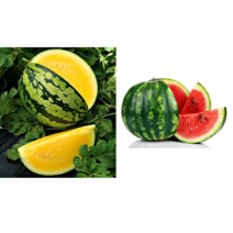 애플수박 복수박 꿀 망고 사과 소형 블랙 흑피 미니 수박 씨 씨앗, 미니골드 애플수박 씨앗