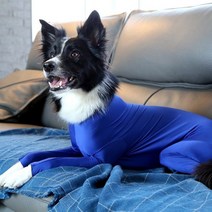 펫에이드 패션테라피 올인원/쫄쫄이 스키니독 S/M/L, 02.로얄블루 Small