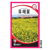 유채꽃 1000립 / 꽃씨 유채꽃씨앗 유채꽃씨