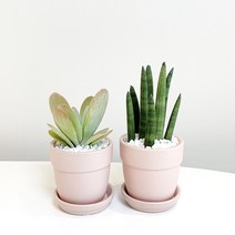 사랑스러움 가득한 핑크화분 속 당인과 스투키, 유접곡