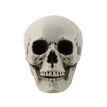 두개골 해골 모형 3호 (11X9X8.5cm), 단품