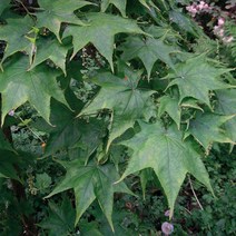 [모든원예조경] 고로쇠나무 묘목 (만주) 1년생 고로쇠묘목 약용수, 1개