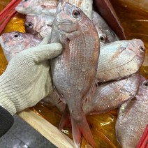 국내산 가거도 자연산 생물 참돔 생선구이 찜용 제수용 생선 6미