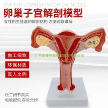 만삭태아 여성자궁모형 의료용 산부인과 인체모형, 양측난소자궁