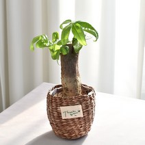 실내공기정화식물 율마 아레카야자 스킨답서스 산세베리아 테이블야자 유칼립투스 이레카야자 페페 스투키 몬스테라, 24.파키라, 1개