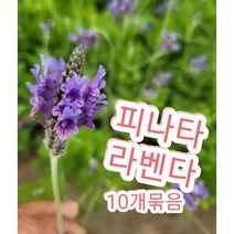 피나타 라벤다-10개묶음/지중해 연안이 원산지로 상록 관목으로 자라는 다년초 허브