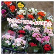 칼란디바(미니)-10개묶음/꽃말은 설레임 꽃하고 잘 어울리는 카랑코에