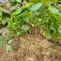 삼지구엽초모종 100주1상품/음양곽종근 선령비 약초 약재 방장초 철릉각 건계근 황연조 동사초 씨앗모종구근종근묘종묘목종구
