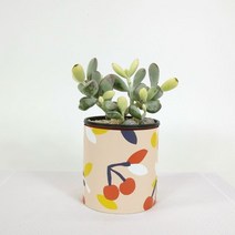 [천삼백케이] [파워플랜트] 감성인테리어식물 방울복랑 (소) + 감성 페이퍼 팟 커버, 쁘띠 페블락