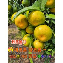 제주 서귀포 가정용 조생귤 10kg 1박스 10월5일부터 발송시작!!, 1개